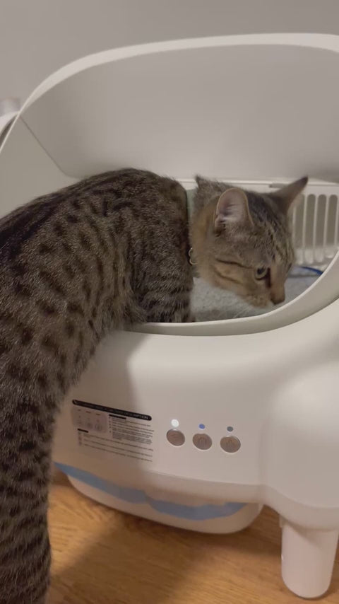 Cats Adjust Easily